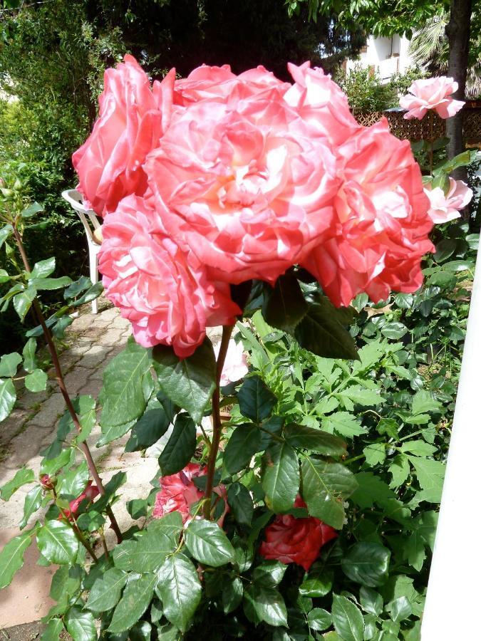 Bb Le Violette Bed & Breakfast Tortoli Bagian luar foto